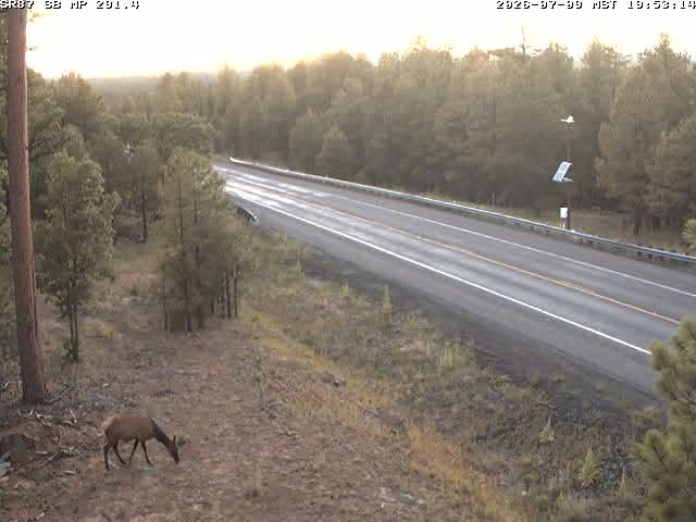 Deer on the left shoulder