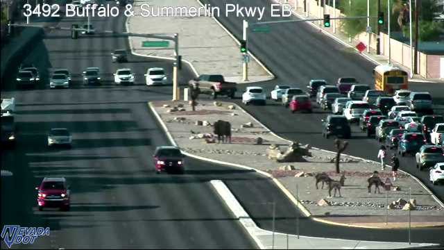 Two deer on the median